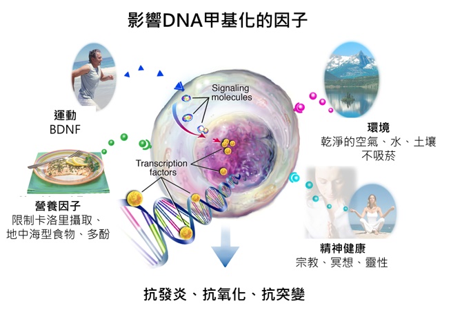 全身性DNA甲基化檢測