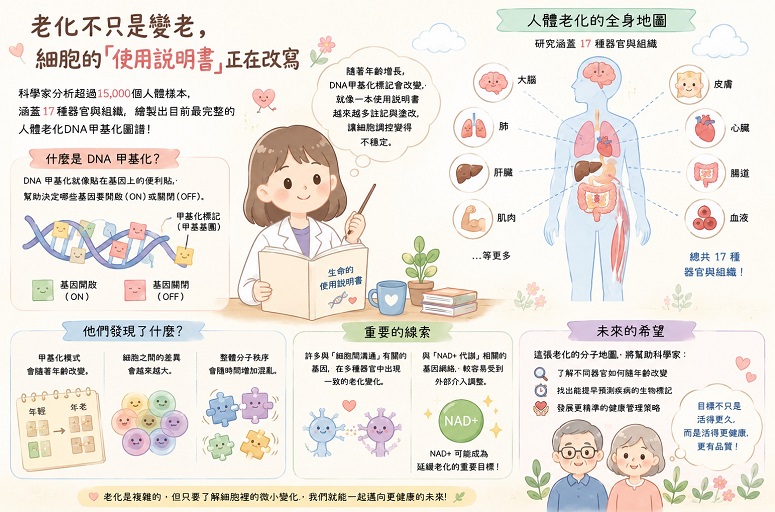 老化不只是變老 而是全身細胞的「使用說明書」正在改寫