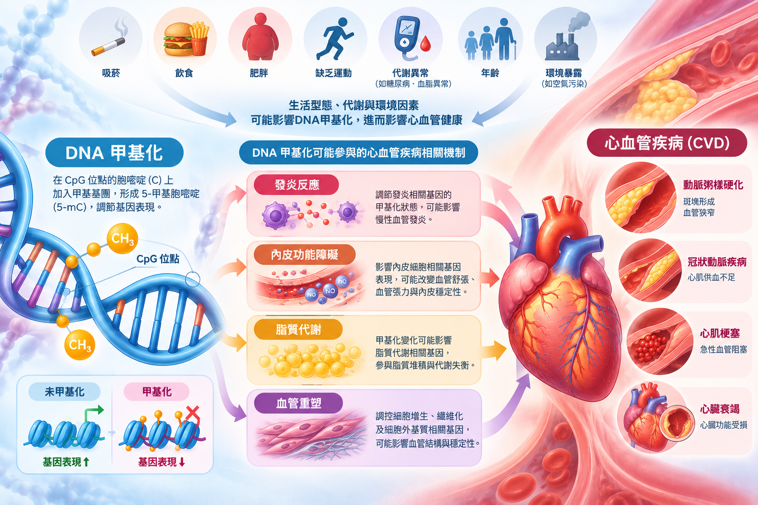 心血管疾病不只和基因有關：DNA甲基化揭開疾病背後的分子密碼