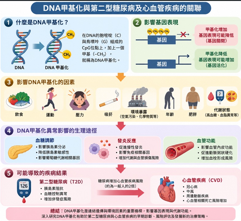 表觀遺傳與代謝、心血管健康的關聯：DNA甲基化在第二型糖尿病與心血管疾病中的角色